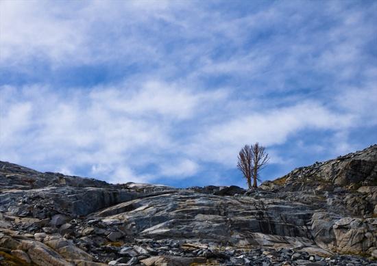2 trees