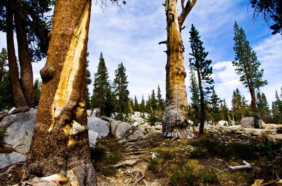 trees