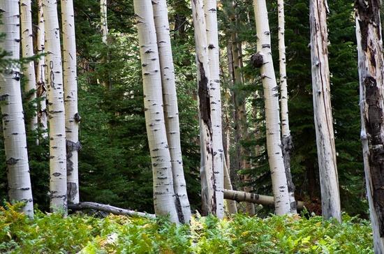 aspen