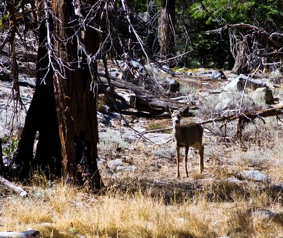 deer