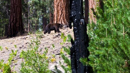 bear 3