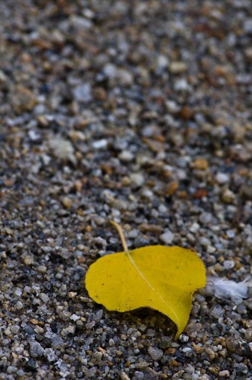 leaf