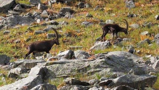 19 Bouquetin in Vanoise