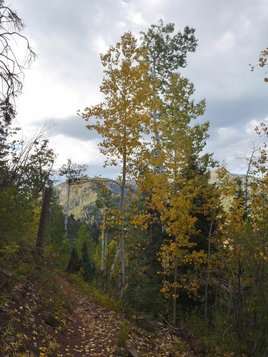 Aspens