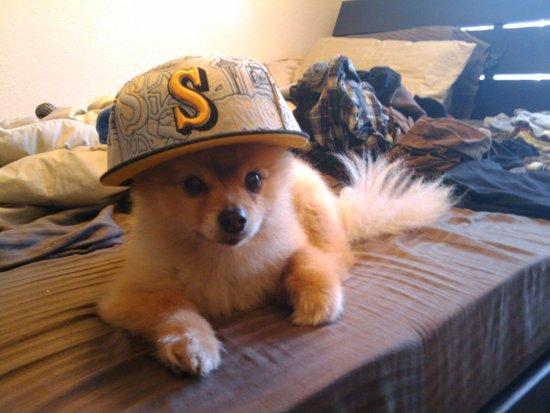 Girlfriend's sister's dog wearing my hat