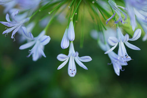 Sony RX 1 macro shot