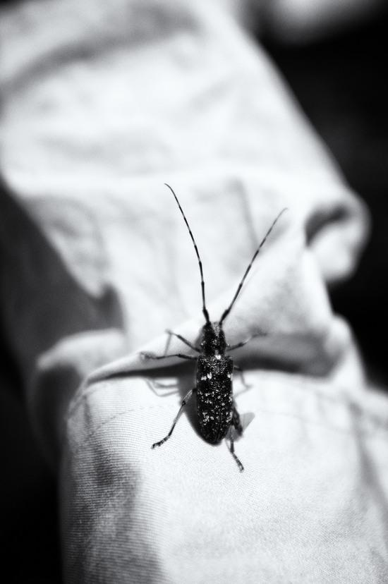 beetle