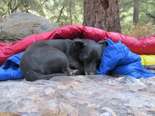 Tired dog at days end