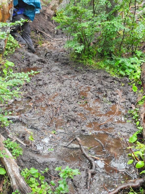 Boggy section