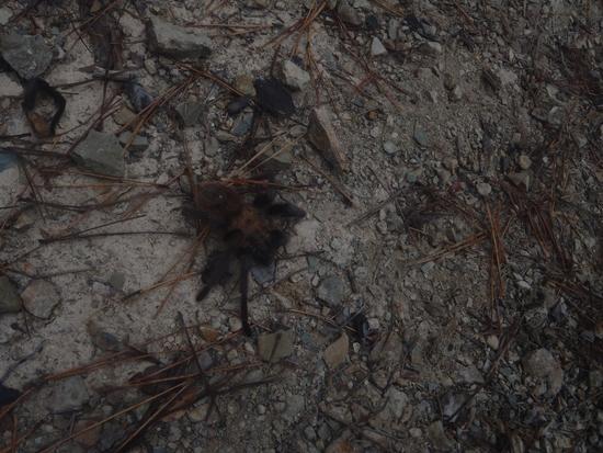 spider