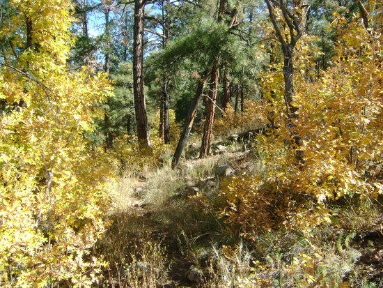 short maples