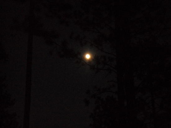 Moonlight through the trees