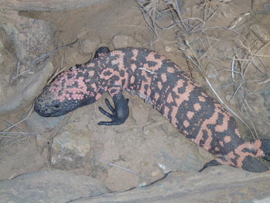 GilaMonster