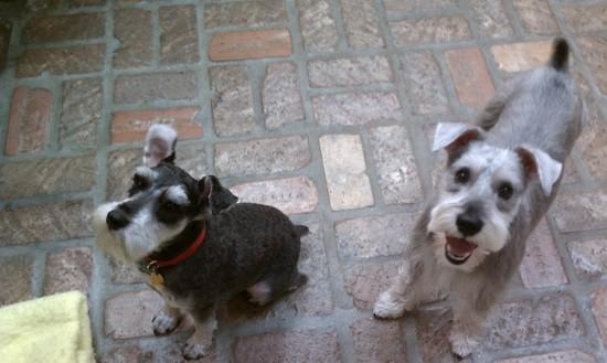 cosmo and teddy