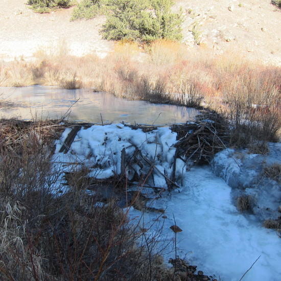 Froze beaver pond
