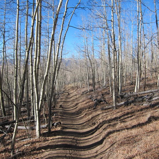 aspens