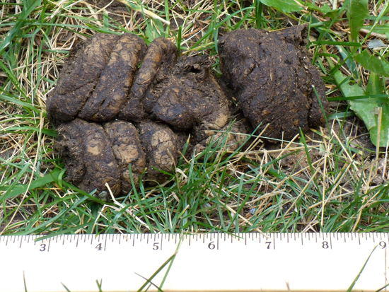 Bear scat