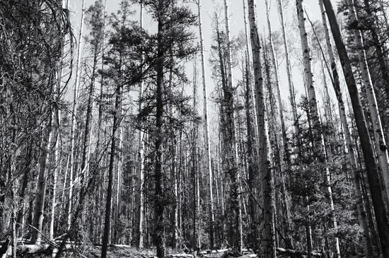 Aspen along Panchuela