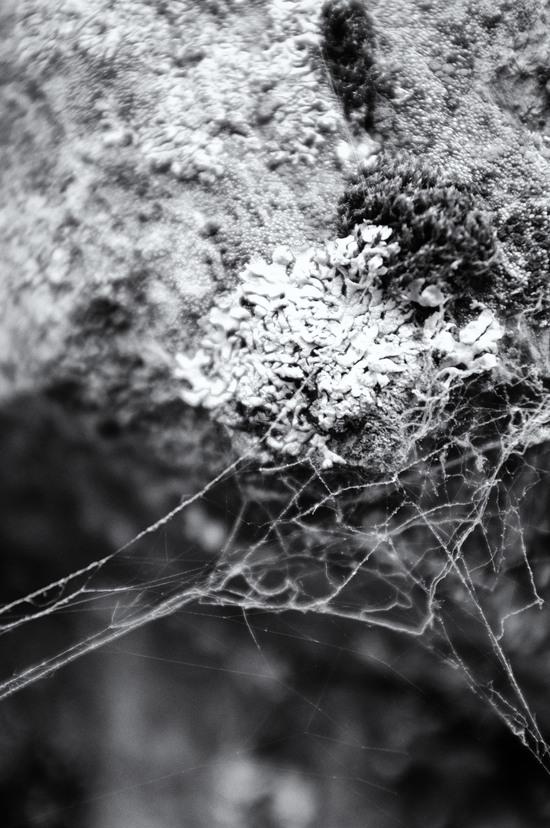 microhabitats 2