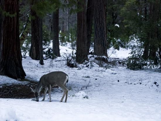 grazing snow