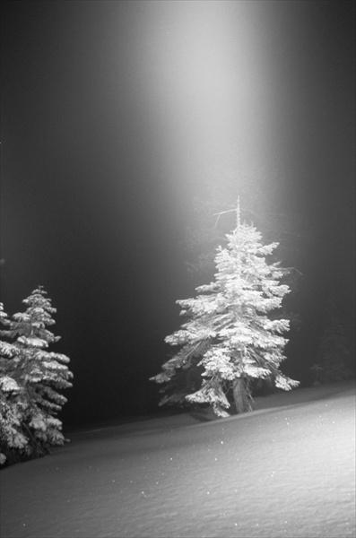Chosen Tree