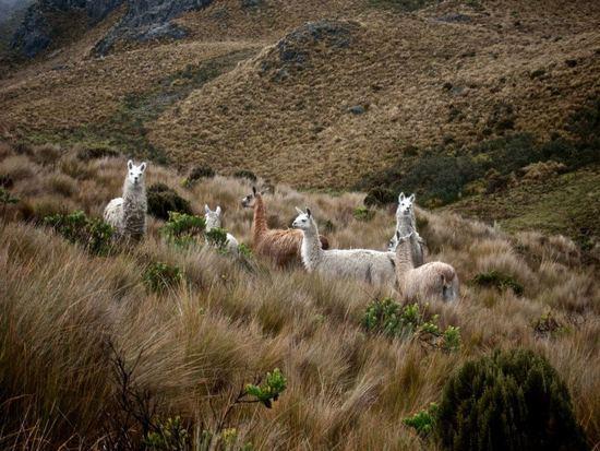llamas