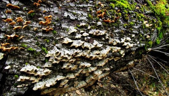 fungi