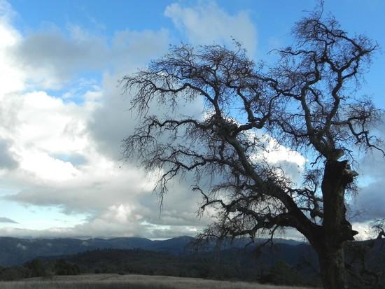 Oak Tree