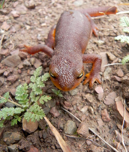 California Newt