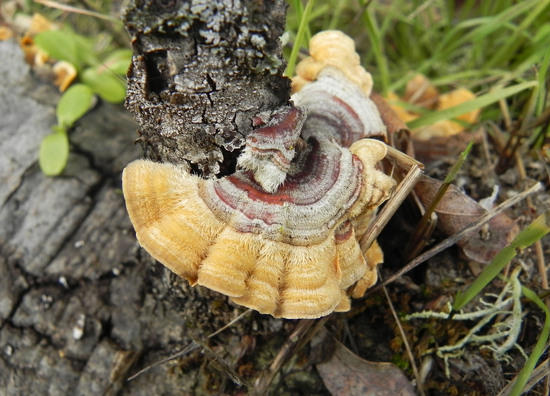 Turkey Tail Fungi