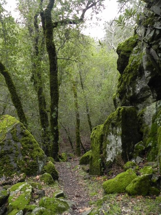 Mossy Trail