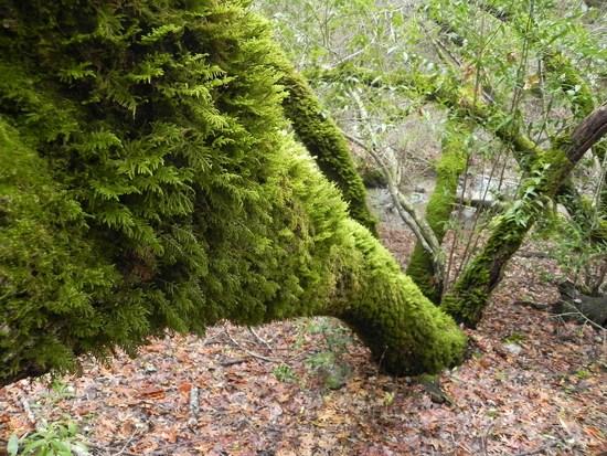 Moss-covered Tree