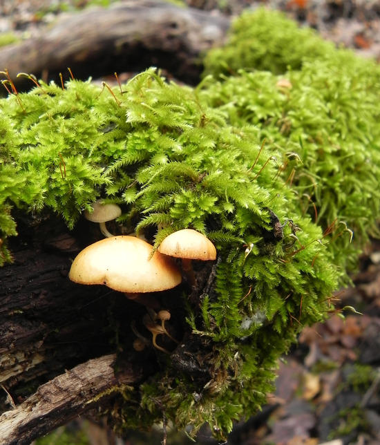 fungi