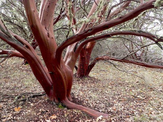 Manzanita Point