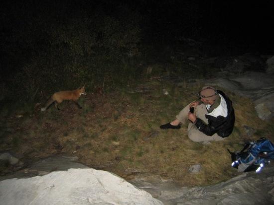 fox