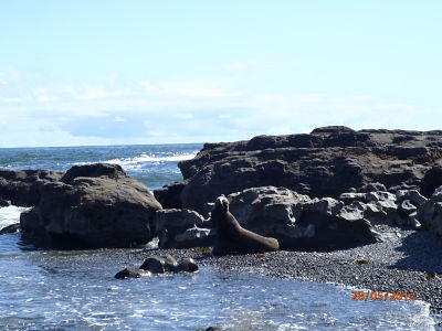 Sea Lion