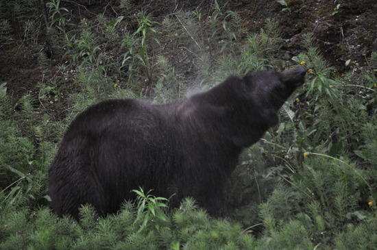 Bear