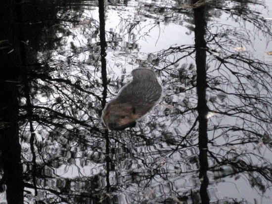 beaver