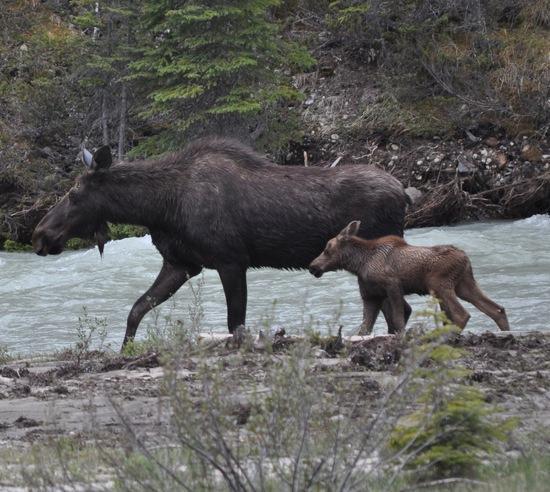 Meese