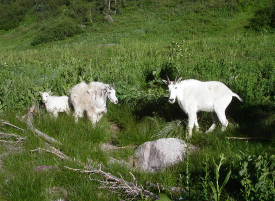 Goat family