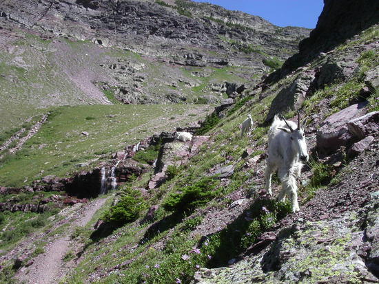 Goat escort