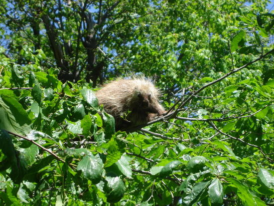 Porcupine along the MST