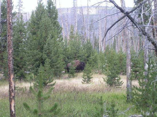Bison