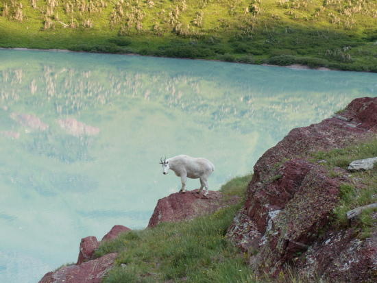 Cracker goat