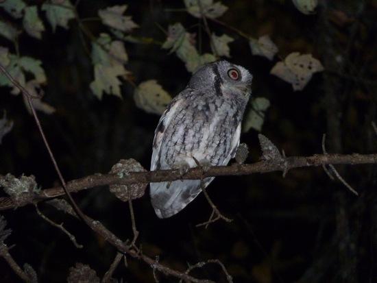 Eastern Screech Owl