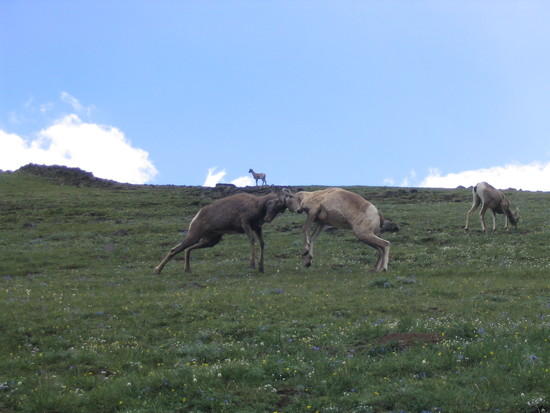 Head butting Sheep