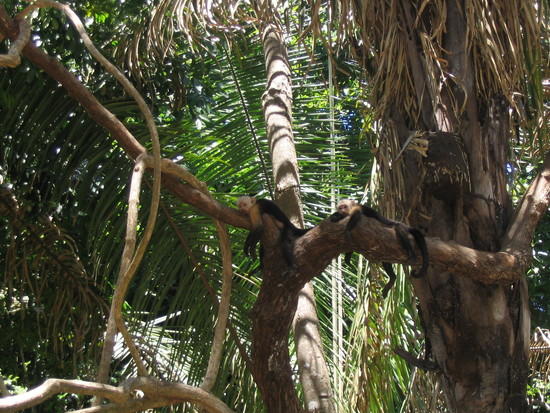 Capuchins of Montezuma