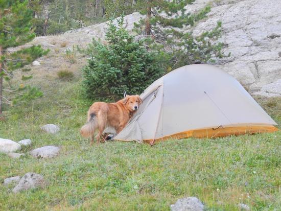Chuck in tent