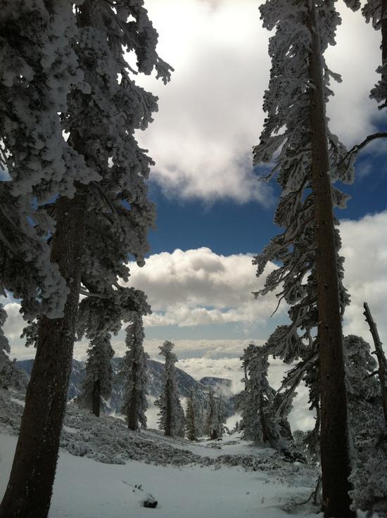 Ridge Trees