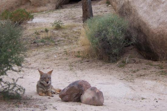 coyote
